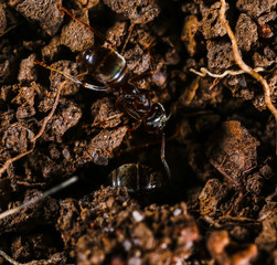 Nature in Macro - Ant Insect in macro view, ant head, alitrunk, petiole  and gaster.