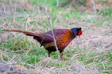 Pheasant in a forest in Germany
