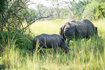 Baby rhino in African