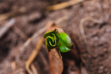 Macro World of Mother Nature - Spring