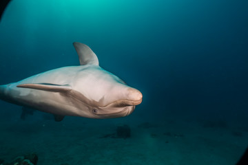 Dolphin swimming with divers in the Red Sea, Eilat Israel