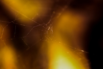 Macro World of Mother Nature - Cobweb Spider Macro view.