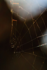 Macro World of Mother Nature - Cobweb Spider Macro view.
