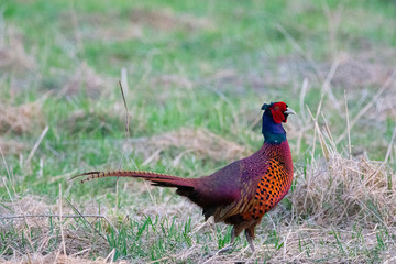 Pheasant in quest of food in a forest in Germany