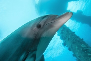 Naklejka premium Dolphin swimming with divers in the Red Sea, Eilat Israel