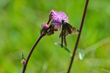 Mariposa