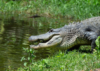 American alligator with slate gray skin and open mouth close up is heading down a grassy slope to enter green water.