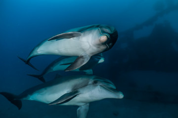 Dolphins swimming in the Red Sea, Eilat Israel 