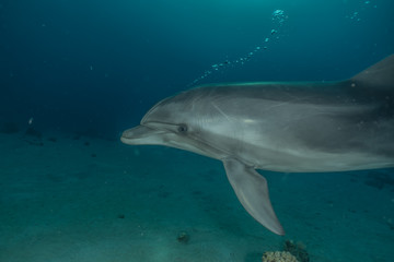 Naklejka premium Dolphin swimming with divers in the Red Sea, Eilat Israel