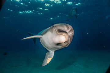 Fototapeta premium Dolphin swimming with divers in the Red Sea, Eilat Israel