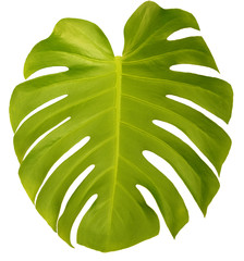 Tropical leaves  isolated on white background. Botanical elements for spa, beauty care products and cosmetics. Monstera plant leaf.