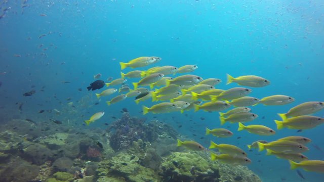 Snapper fish on coral reef in Thailand 