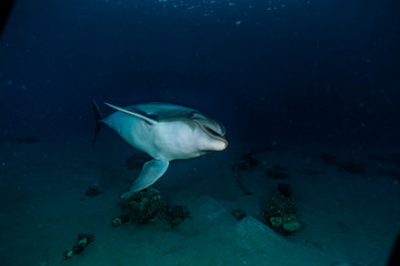 Obraz premium Dolphin swimming with divers in the Red Sea, Eilat Israel