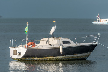 A heron on the top of a sailing boat, near the Jabaquara Beach, in Paraty, Brazil.