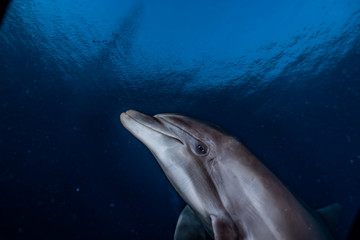 Fototapeta premium Dolphin swimming with divers in the Red Sea, Eilat Israel