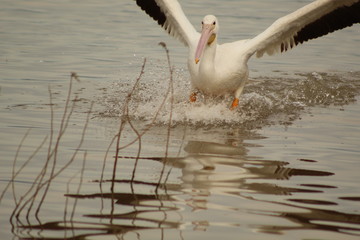 Pelícano aterrizando en el agua