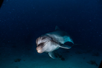 Fototapeta premium Dolphin swimming with divers in the Red Sea, Eilat Israel
