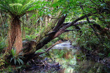 River running through native bush
