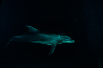 Dolphin swimming with divers in the Red Sea, Eilat Israel