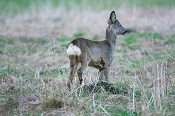 Deer watching for enemies