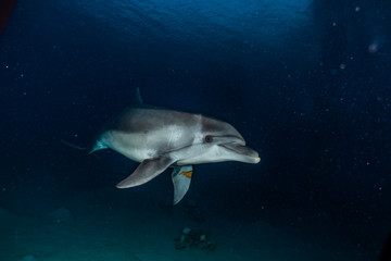 Fototapeta premium Pływanie z delfinami z nurkami w Morzu Czerwonym, Ejlat, Izrael
