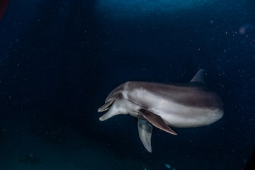 Dolphin swimming with divers in the Red Sea, Eilat Israel