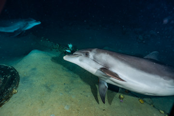Fototapeta premium Dolphin swimming with divers in the Red Sea, Eilat Israel