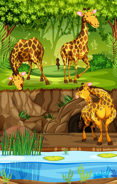 Three Giraffes In Jungle