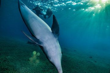 Naklejka premium Dolphin swimming with divers in the Red Sea, Eilat Israel