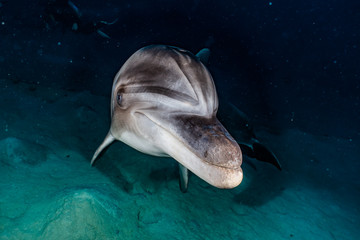 Dolphin swimming with divers in the Red Sea, Eilat Israel