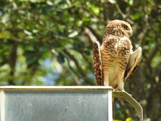 Close-up of a burrowing owl perched on a light pole, looking to the side, on a sunny and bright day. In the background, unfocused green vegetation.