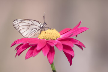 Close-up photo of one white butterfly on a red flower in a summer day outside. Toned colors, soft focus and copy space.