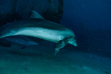 Dolphin swimming with divers in the Red Sea, Eilat Israel