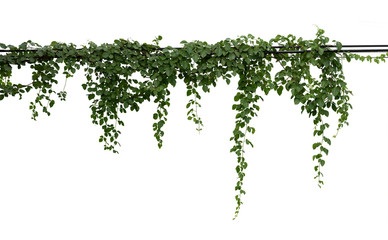 Vine plant branches hanging. Tropical plant isolated on white background have clipping path