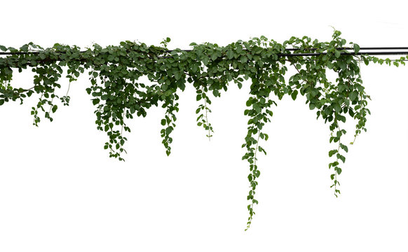 Vine plant branches hanging. Tropical plant isolated on white background  have clipping path Stock Photo | Adobe Stock