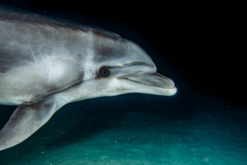 Dolphin swimming with divers in the Red Sea, Eilat Israel