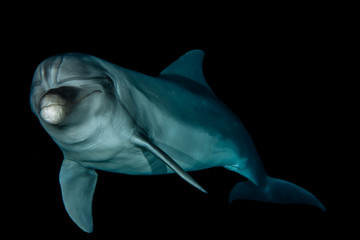 Fototapeta premium Dolphin swimming with divers in the Red Sea, Eilat Israel