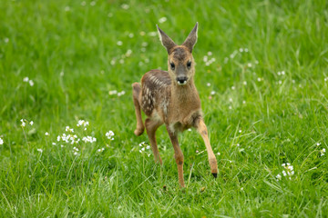 Running Deer Fawn