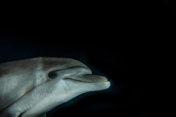 Dolphin swimming with divers in the Red Sea, Eilat Israel