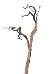 dead tree isolated on white background
