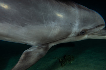 Dolphin swimming with divers in the Red Sea, Eilat Israel