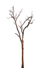 dead tree isolated on white background