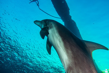 Dolphin swimming  in the Red Sea, Eilat Israel