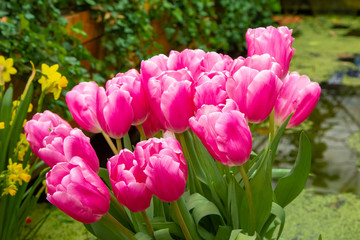 Decorative flowers in a greenhouse