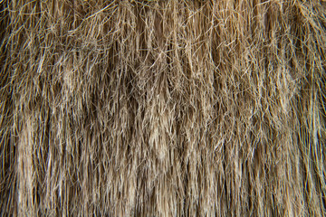 Close up dry straw texture background
