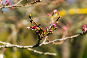 cherry blossoms in spring