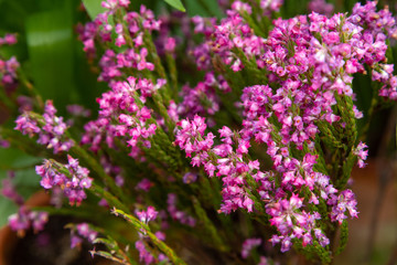 Decorative flowers in a greenhouse