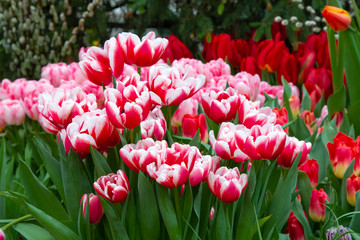 Decorative flowers in a greenhouse