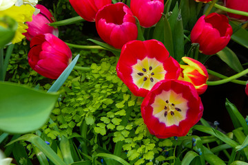 Fototapeta na wymiar Decorative flowers in a greenhouse