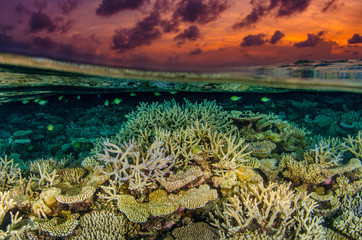 Naklejka na ściany i meble Coral Reef Under Over